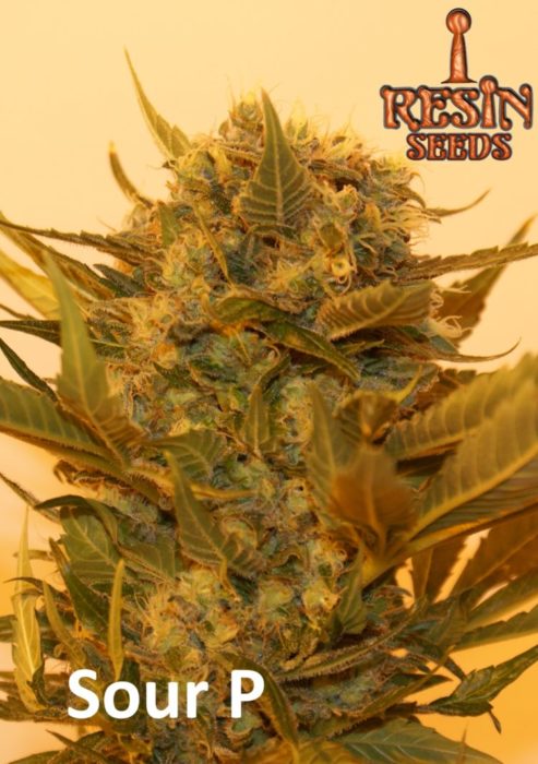 Sour P Feminised Seeds (10 Pack)