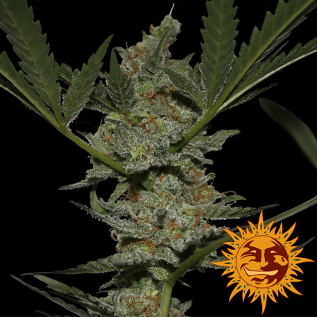Acapulco Gold Feminised Seeds (10 Pack)