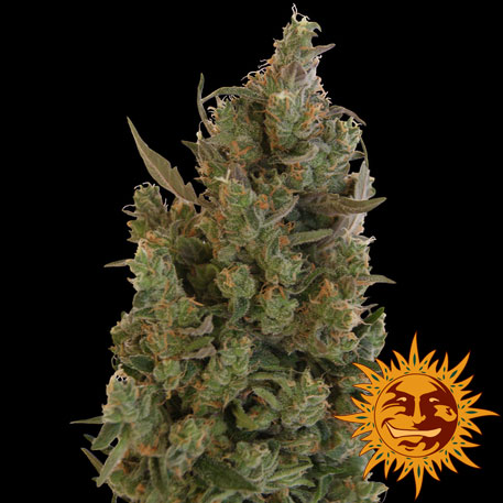 Blue Cheese Feminised Seeds (10 Pack)