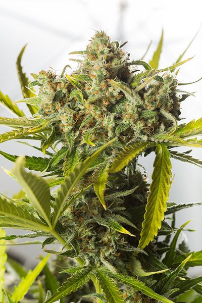 Blue Critical Auto Feminised Seeds (10 Pack)