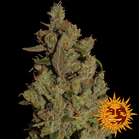 CBD Critical Cure Feminised Seeds (10 Pack)