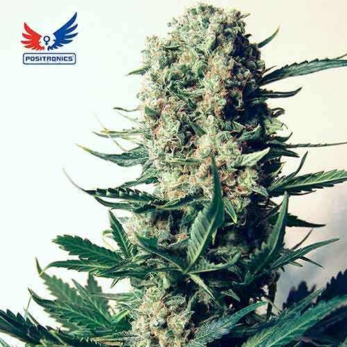 Critical # 47 Feminised Seeds (10 Pack)