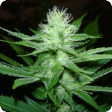 CheeseWreck Feminised Seeds (10 Pack)