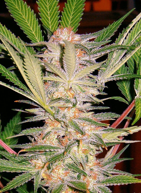 S.A.D. Auto Feminised Seeds (10 Pack)