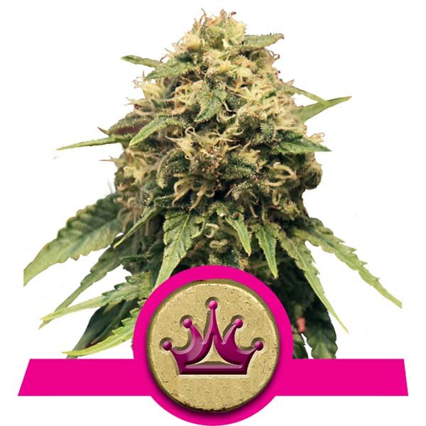 Special Queen #1 Feminised Seeds (10 Pack)